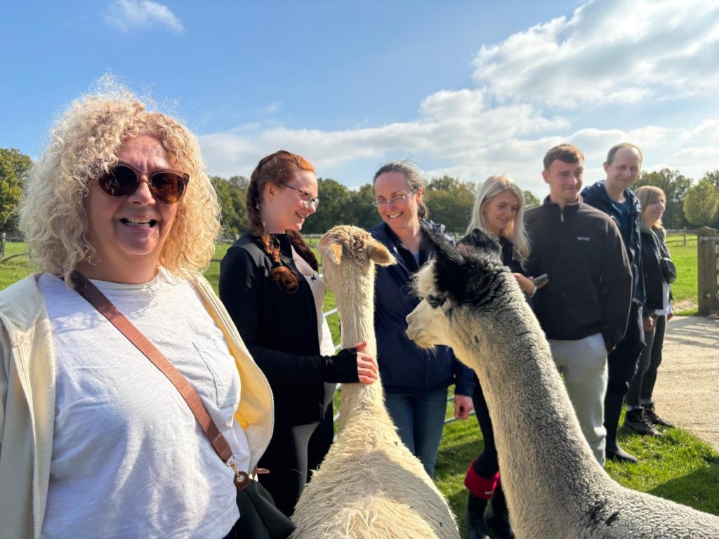 Feed our alpacas either in the field or on hard standing with carrots