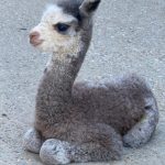 Baby alpacas to meet on an alpaca walk