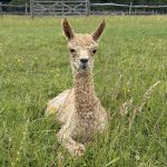 Meet baby alpacas when you book an alpaca walk at Spring Farm Alpacas
