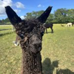 Dark brown baby suri alpaca meet on an alpaca walk